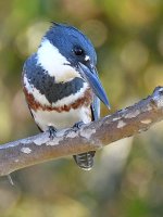 Kingfisher.jpg