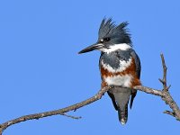 Kingfisher4.jpg