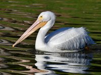 Pelican2.jpg