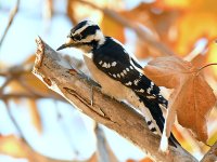 Woodpecker2.jpg