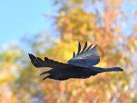Crow.jpg