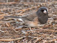 Junco3.jpg