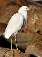 Egret2.jpg