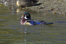 DSC_2174 - Copy.jpg
