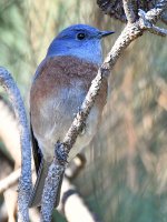 Bluebird.jpg