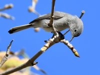 BlueGrayWarbler2.jpg
