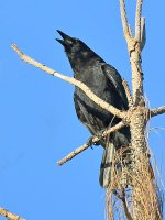 Crow.jpg
