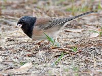 Junco.jpg