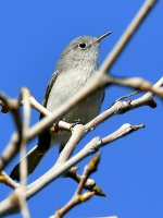 BlueGrayWarbler4.jpg