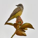 Kingbird.jpg