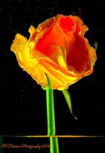 Rose among the Stars 11-15-2016.jpg