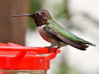 Hummer.jpg