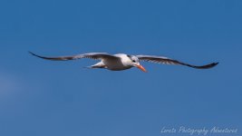 DSC_8678.jpg