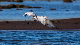 DSC_8590.jpg