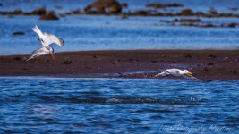 DSC_8593.jpg