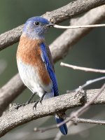 Blubird.jpg