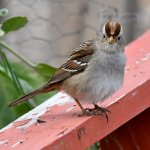 Sparrow6.jpg
