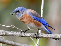 Blubird2.jpg