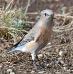 Blubird4.jpg