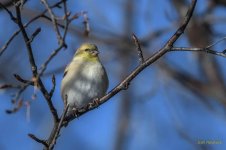 IVA_5353-Edit.jpg