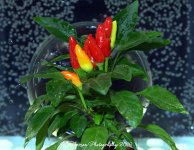 Peppers #2 11-16-2016.jpg