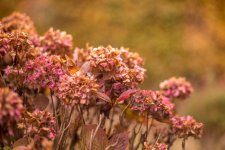 20161113-_DSC5477.jpg