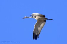 11-15-16-cr__D7K4816.jpg
