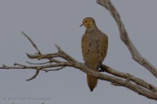 11-16-16-cr__D7K4858.jpg