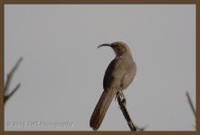 11-16-16-cr__D7K4861.jpg