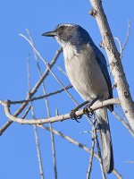 ScrubJay.jpg