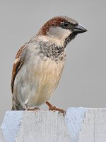 Sparrow2.jpg