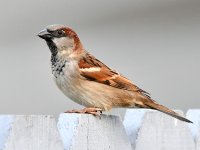 Sparrow3.jpg