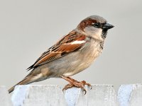 Sparrow.jpg