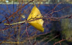 Single Leaf #2 11-17-2016.jpg