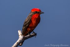 DSC_9251.jpg