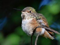 Hummer5.jpg