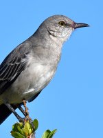 Mockingbird5.jpg