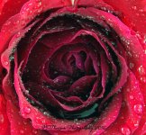 Red Rose #1 11-18-2016.jpg