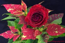Poinsettia and Red Rose 11-18-2016.jpg