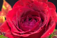 Red Rose #2 11-18-2016.jpg