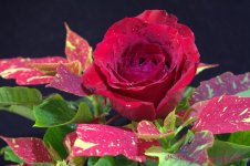Poinsettia and Red Rose #2 11-18-2016.jpg