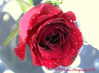Red Rose #3 11-18-2016.jpg