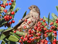 Finch2.jpg