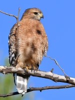 Hawk2.jpg