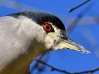 BlackHeron5.jpg