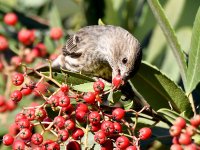 Finch4.jpg