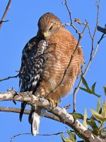 Hawk.jpg