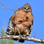 Hawk6.jpg