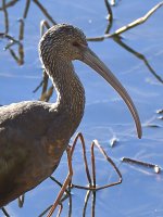 Ibis2.jpg