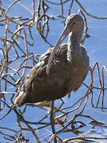 Ibis3.jpg